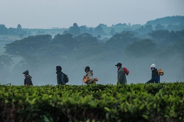 Công nhân đi bộ qua đồn điền chè ở Kenya. - Sputnik Việt Nam