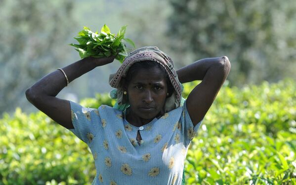 Người hái chè Sri Lanka làm việc trên đồn điền ở thành phố trung tâm Kandy, Sri Lanka. - Sputnik Việt Nam