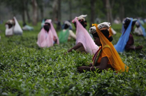 Công nhân hái lá chè tại đồn điền chè ở Jorhat, Ấn Độ. - Sputnik Việt Nam