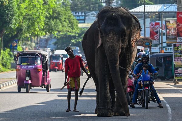 &quot;Mahaut&quot; - quản tượng chăm sóc voi, dắt voi đi dạo trên phố ở Biyagama, Sri Lanka. - Sputnik Việt Nam