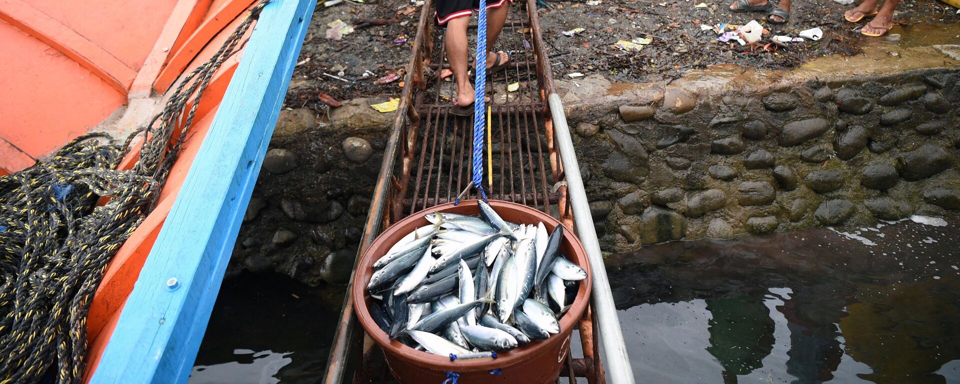 Một công nhân dỡ sản phẩm đánh bắt được từ một chiếc thuyền đánh cá ở cảng Masinloc, Philippines - Sputnik Việt Nam, 1920, 19.12.2022