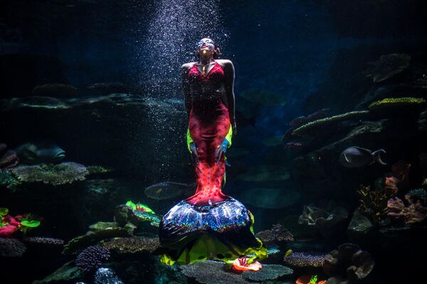 Thợ lặn hóa trang thành nàng tiên cá tại Sea Life Bangkok Ocean World ở Bangkok. - Sputnik Việt Nam