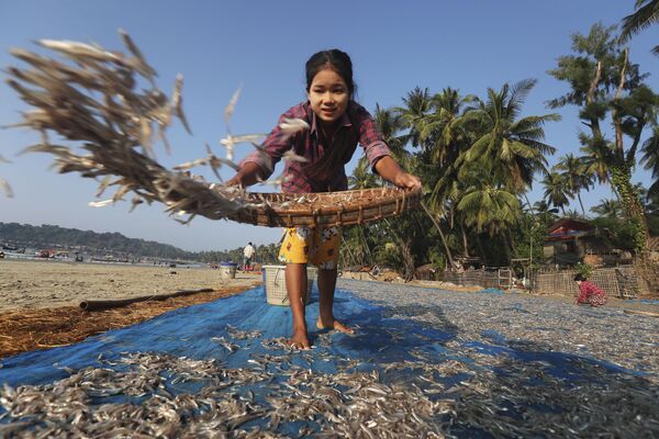 Một người phụ nữ phơi cá trên bãi biển Ngapali, Myanmar. - Sputnik Việt Nam