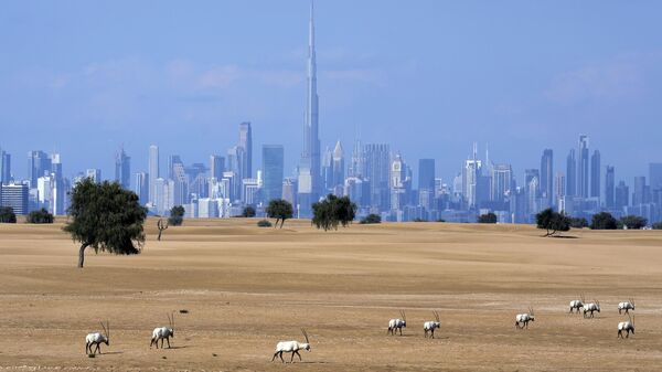 Đàn linh dương sừng Ả Rập trong  khu bảo tồn ở Dubai, Các Tiểu vương quốc Ả Rập Thống nhất - Sputnik Việt Nam