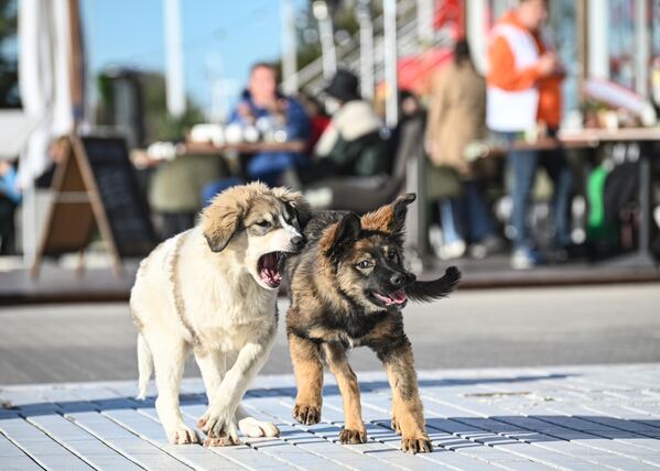 Chó trên bờ kè thành phố Sochi. - Sputnik Việt Nam