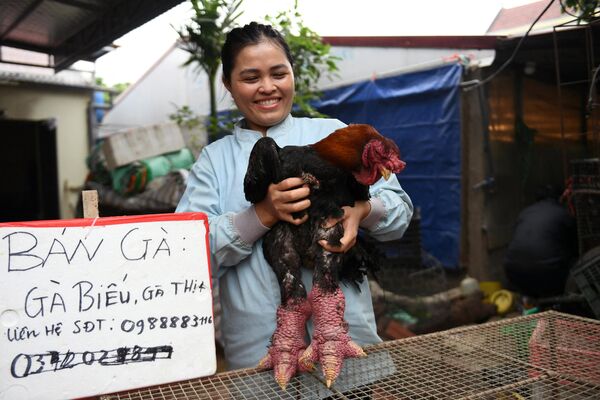 Gà Đông Tảo bán tại tỉnh Hưng Yên. - Sputnik Việt Nam