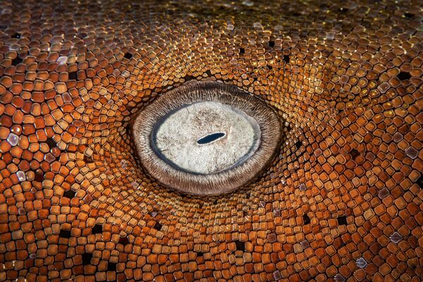 The Eye của Kat Zhou đã nhận được Giải thưởng danh dự trong hạng mục Macro,cuộc thi Ocean Art Underwater Photo 2022. - Sputnik Việt Nam