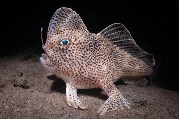 The Rare Spotted Hand-Fish from Tasmania của Nicolas Remy, đạt giải hạng mục Coldwater, cuộc thi Ocean Art Underwater Photo 2022. - Sputnik Việt Nam