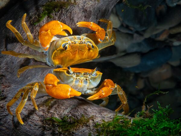 Ảnh Mirror Reflection của Kuo-Wei Kao, giành chiến thắng ở hạng mục Portrait, cuộc thi Ocean Art Underwater Photo 2022. - Sputnik Việt Nam