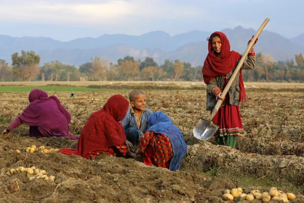 Trẻ em Afghanistan hái khoai tây trên cánh đồng ở huyện Bati Kot, tỉnh Nangarhar, Afghanistan. Trẻ em Afghanistan hái khoai tây trên cánh đồng ở huyện Bati Kot, tỉnh Nangarhar, Afghanistan. - Sputnik Việt Nam