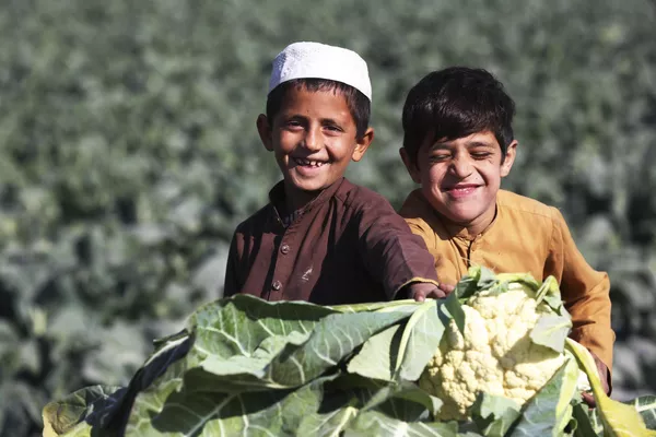 Các cậu bé thu hoạch súp lơ trên cánh đồng ở ngoại ô Jalalabad, Afghanistan. Các cậu bé thu hoạch súp lơ trên cánh đồng ở ngoại ô Jalalabad, Afghanistan. - Sputnik Việt Nam