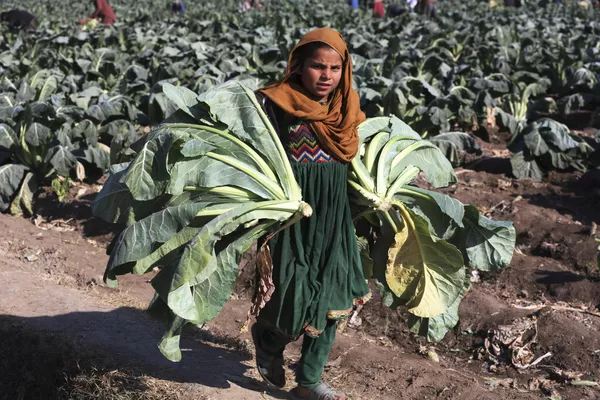 Cô gái thu hoạch súp lơ trên cánh đồng ở ngoại ô Jalalabad, Afghanistan. Cô gái thu hoạch súp lơ trên cánh đồng ở ngoại ô Jalalabad, Afghanistan. - Sputnik Việt Nam