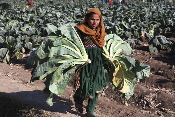 Cô gái thu hoạch súp lơ trên cánh đồng ở ngoại ô Jalalabad, Afghanistan. - Sputnik Việt Nam