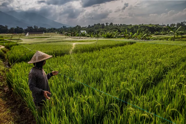 Nông dân kiểm tra lưới giăng trên cánh đồng lúa để xua đuổi chim, châu chấu và các loài gây hại khác ở Bogor, Indonesia. Nông dân kiểm tra lưới giăng trên cánh đồng lúa để xua đuổi chim, châu chấu và các loài gây hại khác ở Bogor, Indonesia. - Sputnik Việt Nam