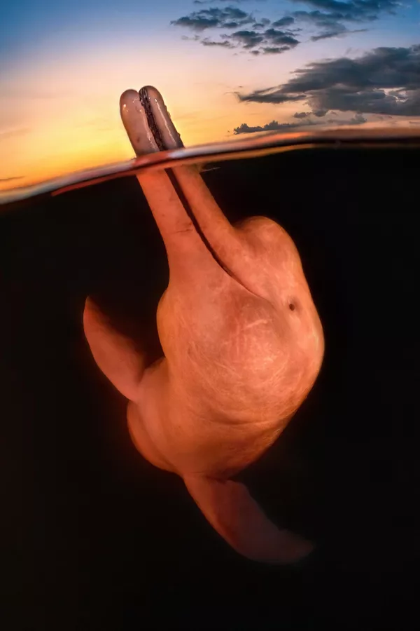 Boto encantado của nhiếp ảnh gia Mỹ Kat Zhou, giải thưởng cuộc thi Underwater Photographer of the Year 2023. Boto encantado của nhiếp ảnh gia Mỹ Kat Zhou, giải thưởng cuộc thi Underwater Photographer of the Year 2023. - Sputnik Việt Nam