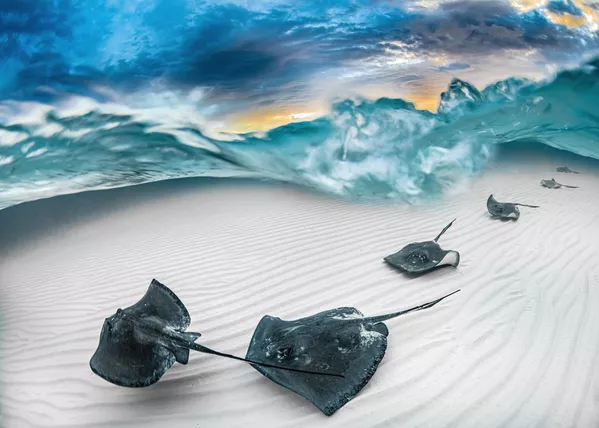 Fade của nhiếp ảnh gia Mỹ J. Gregory Sherman, đạt giải trong hạng mục Marelux Wide Angle, cuộc thi Underwater Photographer of the Year 2023. Fade của nhiếp ảnh gia Mỹ J. Gregory Sherman, đạt giải trong hạng mục Marelux Wide Angle, cuộc thi Underwater Photographer of the Year 2023. - Sputnik Việt Nam
