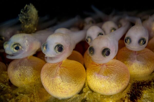 Unsung của nhiếp ảnh gia Canada Shane Gross, người chiến thắng hạng mục Marelux Macro, cuộc thi Underwater Photographer of the Year 2023. - Sputnik Việt Nam