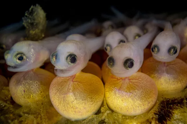 Unsung của nhiếp ảnh gia Canada Shane Gross, người chiến thắng hạng mục Marelux Macro, cuộc thi Underwater Photographer of the Year 2023. Unsung của nhiếp ảnh gia Canada Shane Gross, người chiến thắng hạng mục Marelux Macro, cuộc thi Underwater Photographer of the Year 2023. - Sputnik Việt Nam