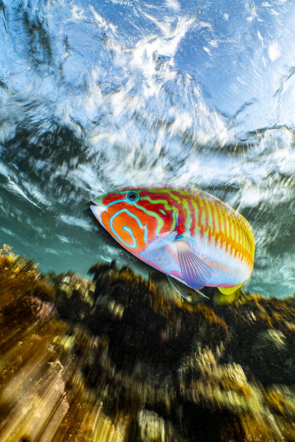 Klunzinger&#x27;s wrasse in motion được chụp bởi nhiếp ảnh gia Đức Enrico Somogyi, người chiến thắng ở hạng mục Compact, cuộc thi Underwater Photographer of the Year 2023. - Sputnik Việt Nam