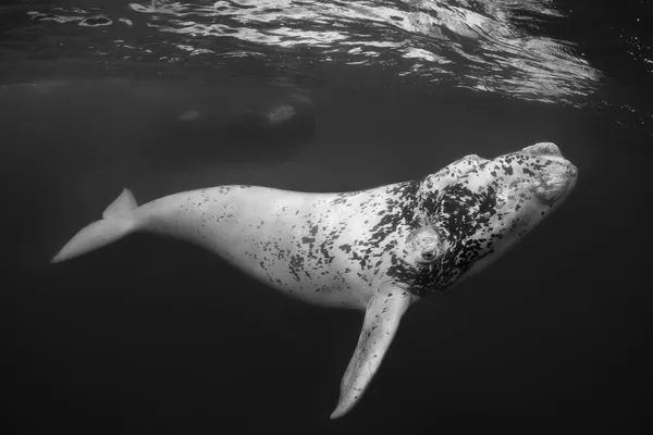 El Blanco - The White One của nhiếp ảnh gia Úc Don Silcock, đạt giải hạng mục Black & White, cuộc thi Underwater Photographer of the Year 2023. El Blanco - The White One của nhiếp ảnh gia Úc Don Silcock, đạt giải hạng mục Black & White, cuộc thi Underwater Photographer of the Year 2023. - Sputnik Việt Nam