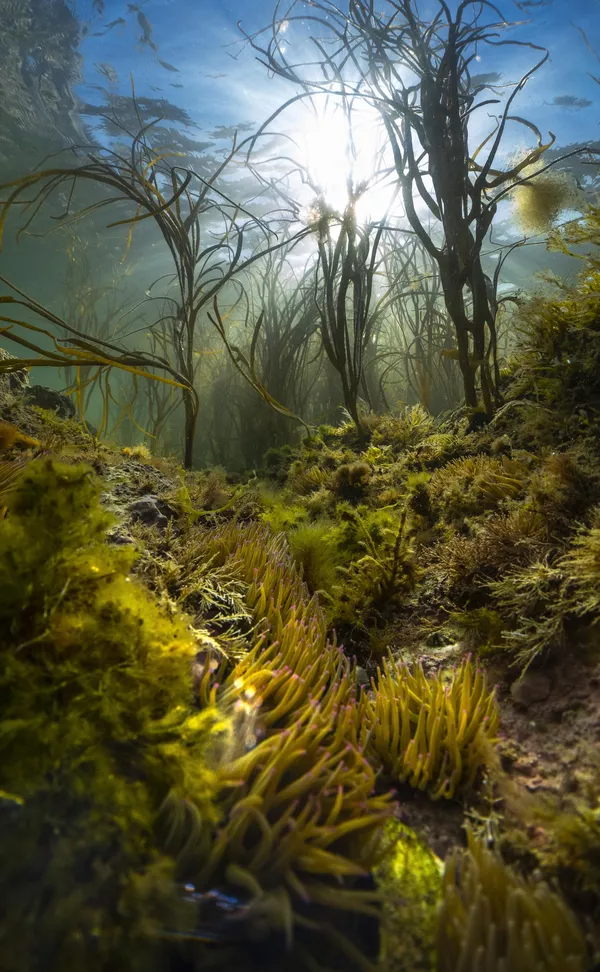 An island's wild seas của nhiếp ảnh gia Anh Theo Vickers, người đoạt giải Most Promising British, cuộc thi Underwater Photographer of the Year 2023. An island's wild seas của nhiếp ảnh gia Anh Theo Vickers, người đoạt giải Most Promising British, cuộc thi Underwater Photographer of the Year 2023. - Sputnik Việt Nam