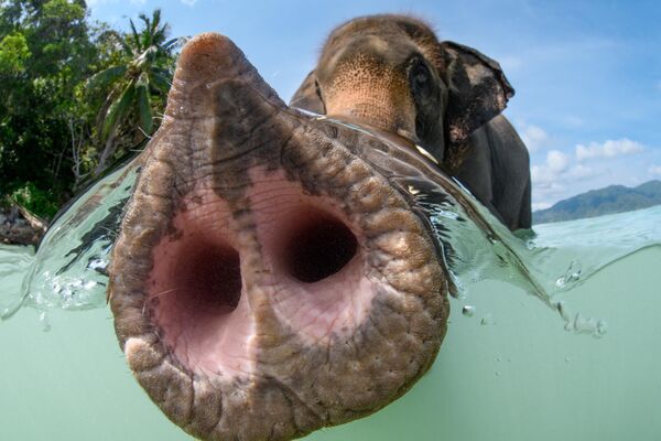 The trunk, nhiếp ảnh gia Kuwait Suliman Alatiqi, người chiến thắng ở hạng mục Portrait, cuộc thi Underwater Photographer of the Year 2023. - Sputnik Việt Nam