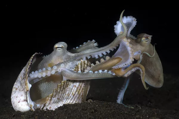 Make love not war của nhiếp ảnh gia Indonesia Yury Ivanov, đạt giải trong hạng mục Behaviour, cuộc thi Underwater Photographer of the Year 2023. Make love not war của nhiếp ảnh gia Indonesia Yury Ivanov, đạt giải trong hạng mục Behaviour, cuộc thi Underwater Photographer of the Year 2023. - Sputnik Việt Nam