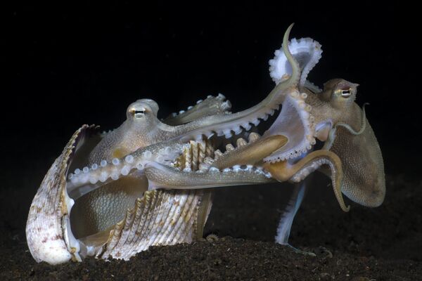 Make love not war của nhiếp ảnh gia Indonesia Yury Ivanov, đạt giải trong hạng mục Behaviour, cuộc thi Underwater Photographer of the Year 2023. - Sputnik Việt Nam