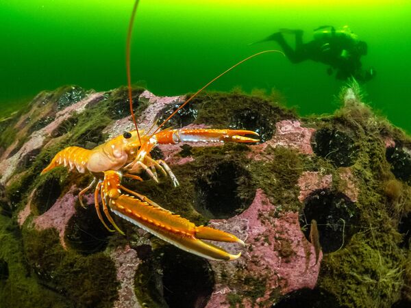 Pipe reef , nhiếp ảnh gia Anh Dan Bolt, người chiến thắng hạng mục British Waters Living Together, cuộc thi Underwater Photographer of the Year 2023. - Sputnik Việt Nam