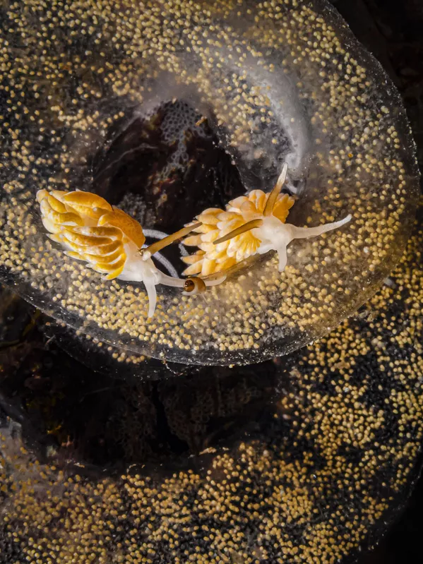 Egg eaters của nhiếp ảnh gia Anh Kirsty Andrews, giải thưởng hạng mục British Waters Macro, cuộc thi Underwater Photographer of the Year 2023. Egg eaters của nhiếp ảnh gia Anh Kirsty Andrews, giải thưởng hạng mục British Waters Macro, cuộc thi Underwater Photographer of the Year 2023. - Sputnik Việt Nam