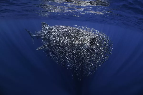 The swarm của nhiếp ảnh gia Anh Ollie Clarke, người chiến thắng ở hạng mục British, cuộc thi Underwater Photographer of the Year 2023. The swarm của nhiếp ảnh gia Anh Ollie Clarke, người chiến thắng ở hạng mục British, cuộc thi Underwater Photographer of the Year 2023. - Sputnik Việt Nam