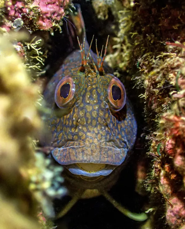 Crack rock bleny của nhiếp ảnh gia Tony Reed, đạt giải trong hạng mục British Waters Compact, cuộc thi Underwater Photographer of the Year 2023. Crack rock bleny của nhiếp ảnh gia Tony Reed, đạt giải trong hạng mục British Waters Compact, cuộc thi Underwater Photographer of the Year 2023. - Sputnik Việt Nam