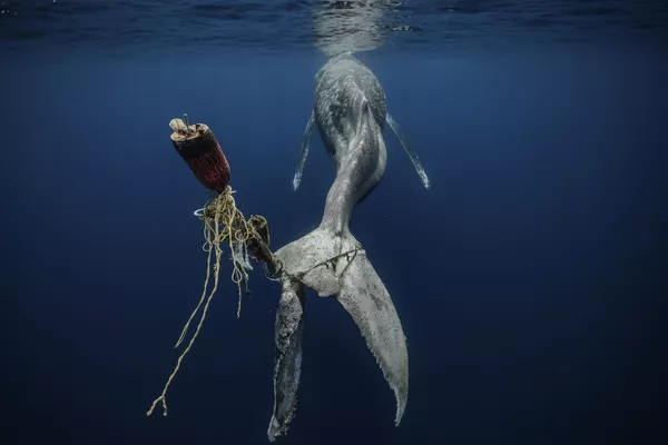 Hopeless của nhiếp ảnh gia Tây Ban Nha Alvaro Herrero (Mekan), đạt giải trong hạng mục ‘Save Our Seas Foundation’ Marine Conservation, cuộc thi Underwater Photographer of the Year 2023. Hopeless của nhiếp ảnh gia Tây Ban Nha Alvaro Herrero (Mekan), đạt giải trong hạng mục ‘Save Our Seas Foundation’ Marine Conservation, cuộc thi Underwater Photographer of the Year 2023. - Sputnik Việt Nam