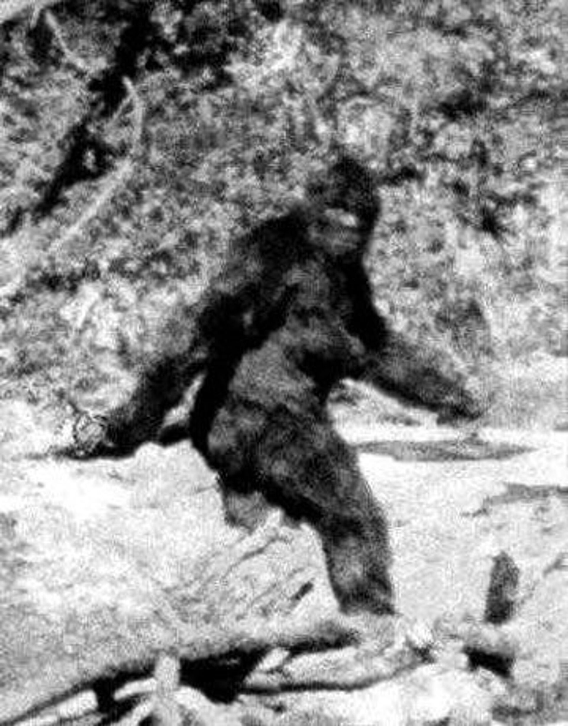 Một cảnh trong phim ngắn Patterson-Gimlin năm 1967 - Sputnik Việt Nam, 1920, 16.02.2023