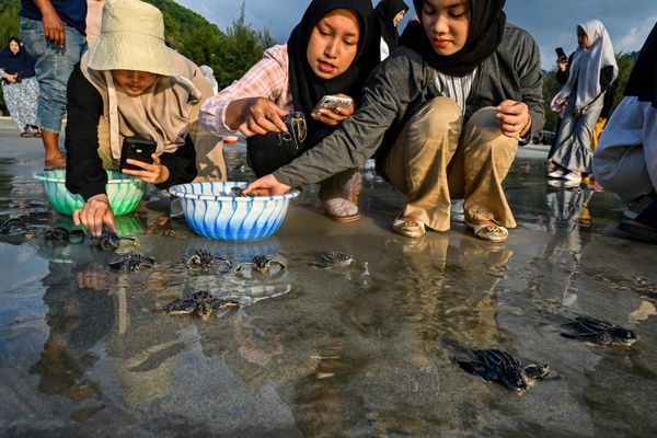 Thả rùa luýt về biển ở Indonesia. Thả rùa luýt về biển ở Indonesia. - Sputnik Việt Nam