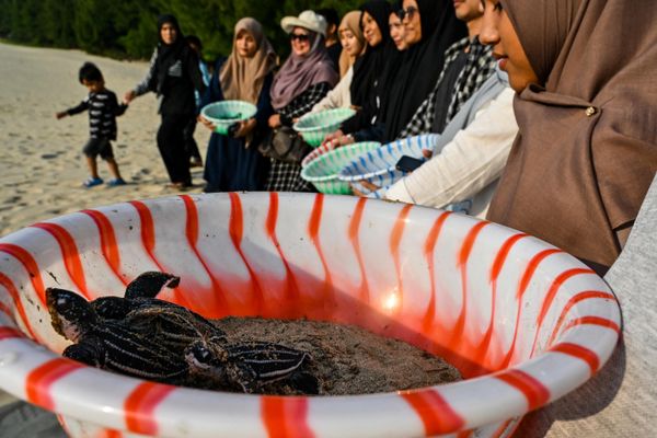 Thả rùa luýt về biển ở Indonesia. Thả rùa luýt về biển ở Indonesia. - Sputnik Việt Nam