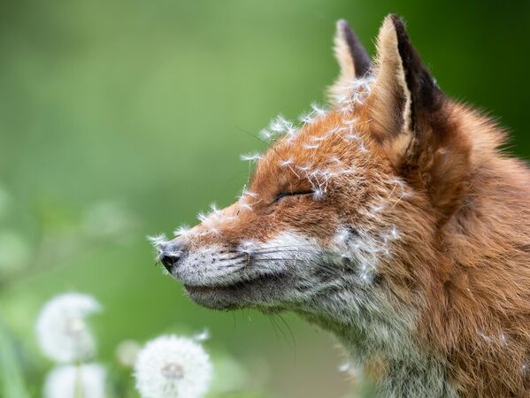 Bức ảnh &quot;Sleeping With Dandelions&quot; của Lewis Newman, người đoạt giải nhất trong hạng mục Animal Portraits của cuộc thi British Wildlife Photographer of the Year 2023. - Sputnik Việt Nam