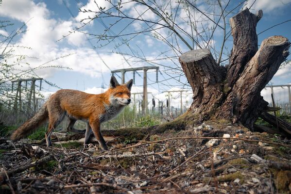 Bức ảnh &quot;A Look to the Future…&quot; của Charlie Page, người đoạt giải trong cuộc thi British Wildlife Photographer of the Year 2023. - Sputnik Việt Nam