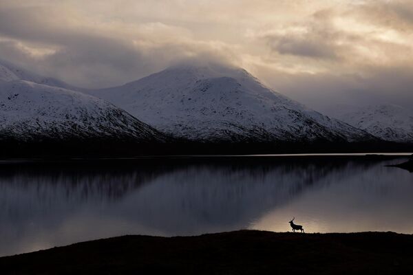 Tác phẩm &quot;Stag by the Loch Side&quot; của Neil McIntyre, người đoạt giải trong hạng mục Habitat của cuộc thi British Wildlife Photographer of the Year 2023. - Sputnik Việt Nam