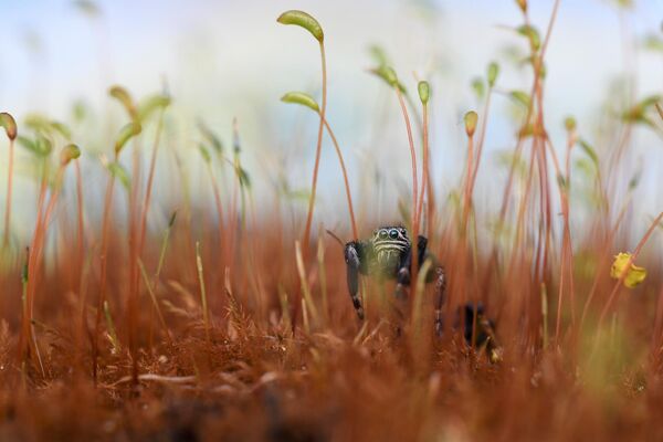 Bức ảnh &quot;Metallic Jumping Spider in Moss&quot; của Will Atkins, đoạt giải nhì trong hạng mục Hidden Britain của cuộc thi British Wildlife Photographer of the Year 2023. - Sputnik Việt Nam