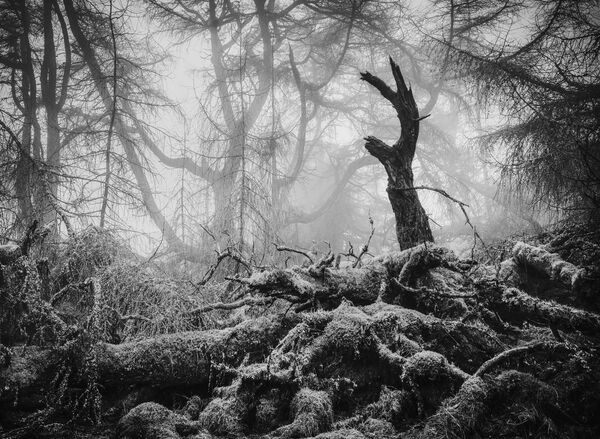 Bức ảnh &quot;Great Mell Fell&quot; của Matthew Turner, người đoạt giải nhất trong hạng mục Black &amp; White của cuộc thi British Wildlife Photographer of the Year 2023. - Sputnik Việt Nam