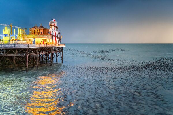 Bức ảnh &quot;Helter Skelter&quot; của Matthew Cattell, đoạt giải nhì trong hạng mục Urban Wildlife của cuộc thi British Wildlife Photographer of the Year 2023. - Sputnik Việt Nam