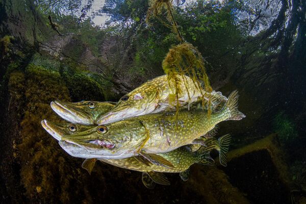 Bức ảnh &quot;Pike Courtship&quot; của Robert Cuss&#x27;s Pike Courtship, đoạt giải nhì trong hạng mục Animal Behaviour của cuộc thi British Wildlife Photographer of the Year 2023. - Sputnik Việt Nam