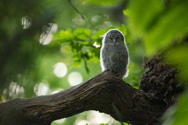 Bức ảnh &quot;Branching Out&quot; của Billy Evans-Freke, người đoạt giải nhất trong hạng mục RSPB Young British Wildlife Photographer of the Year 2023. - Sputnik Việt Nam