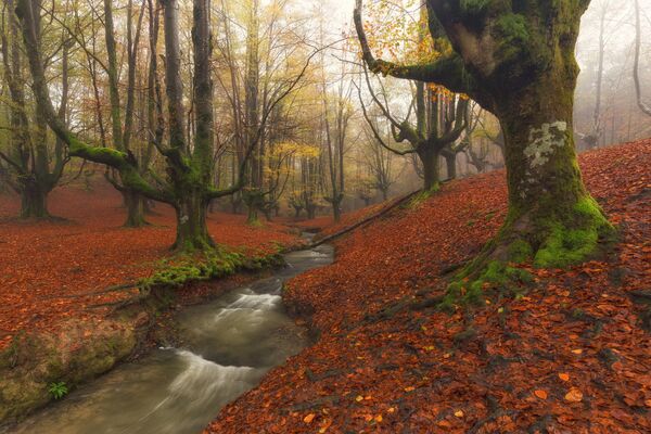 Rừng Ozzarreta ở Công viên tự nhiên Gorbea, Tây Ban Nha. - Sputnik Việt Nam