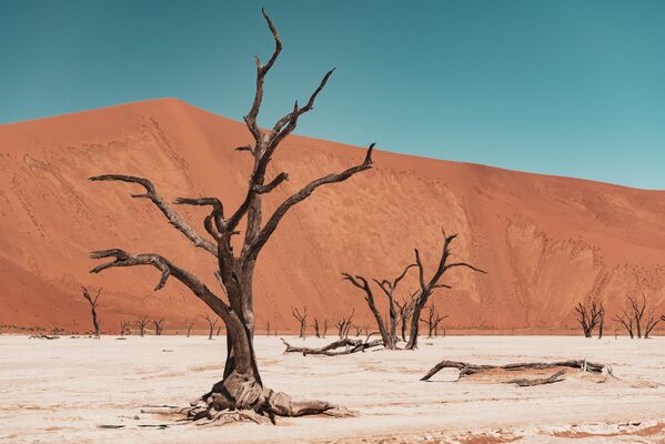 Rừng Deadvlei ở Công viên Namib, Namibia. - Sputnik Việt Nam