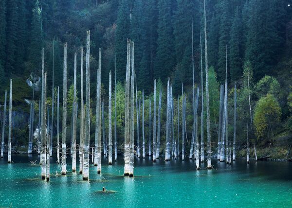 Khu rừng ngập nước của hồ Kaindy trên núi Tien Shan, Almaty, Kazakhstan. - Sputnik Việt Nam