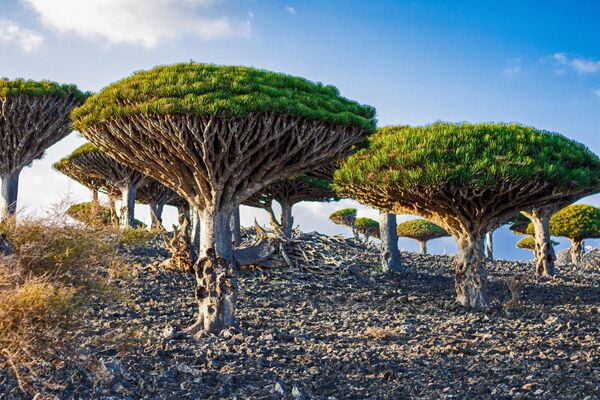 Cây huyết dụ trên đỉnh núi Dixam trên đảo Socotra của Yemen. - Sputnik Việt Nam