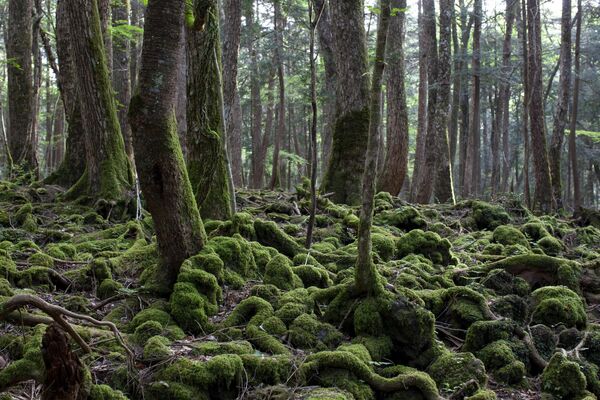 Rừng Aokigahara (Jukai) ở Nhật Bản. - Sputnik Việt Nam