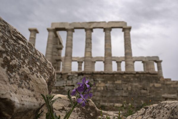 Hoa violet nở trước ngôi đền cổ Poseidon ở Cape Sounion. - Sputnik Việt Nam